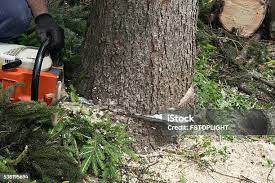 Best Tree Mulching  in North El Monte, CA