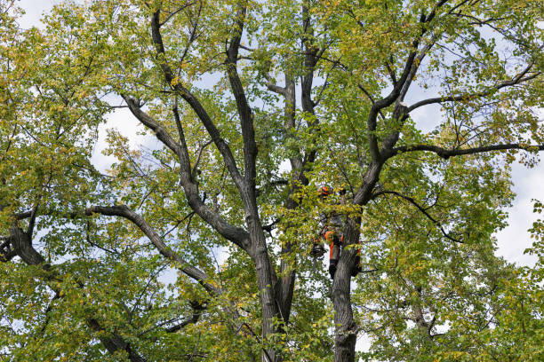 Best Storm Damage Tree Cleanup  in North El Monte, CA
